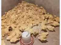 Alman Pekin — foto 3