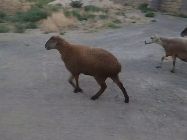 Ovejas (lote, sexo no especificado), Ovejas