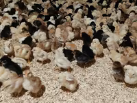 Chickens — 5-сурет