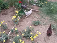 Chickens — 8-rasm