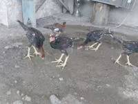 Chickens — 1-rasm