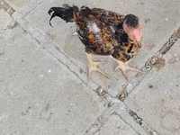 Chickens — Foto 8