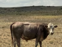 Bulle, Simmental cattle — Foto 2