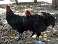 Australorp — photo 7