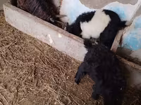 Goat, Goats — photo 2