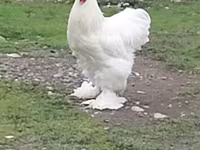 Chickens — 1-сурет