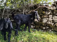 Cabro, Damask goat — foto 4