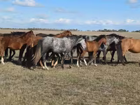 Yegua, Kazakh horse — foto 4
