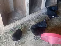 Australorp — foto 1
