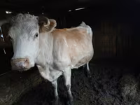 Kuh, Simmental cattle — Foto 1