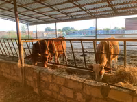 بقرة, Simmental cattle — الصورة 1