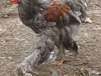 Brahma — Foto 2