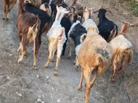 Ешкі, Damask goat — 7-сурет