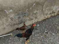 Chickens — foto 2