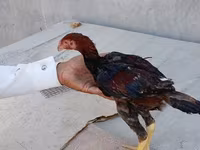 Chickens — 7-rasm