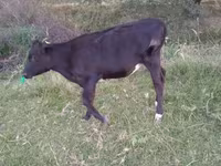 सांड, गोलस्टीन नस्ल — फ़ोटो 2
