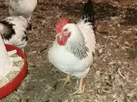Chickens — Foto 2