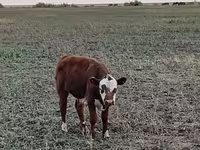 Cattle (batch, sex not specified), Kazakh White-headed cow — photo 5