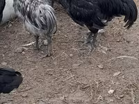 Australian Pit Game fowl — Foto 4