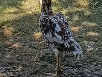 Chickens — foto 1