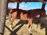 Caballo, Caballos — foto 1