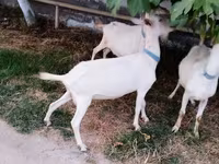 Echki, Saanen goat — 3-rasm
