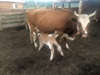 Cow, Cattle — photo 5