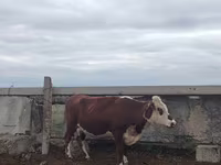 Kuh, Simmental cattle — Foto 3