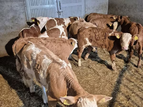 Бик, Simmental cattle