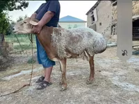 Widder, Hissar sheep — Foto 1