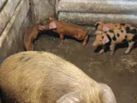 Cerdos (lote, sexo no especificado), Дюрок — foto 3
