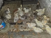 Turkeys — 2-rasm