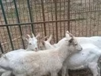 Goat, Saanen goat — photo 2