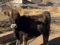 Kuh, Swiss cattle — Foto 5