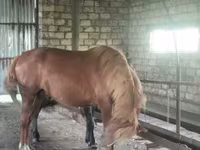 حصان, Kustanai horse — الصورة 4