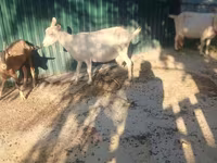 Ziegenbock, Ziegen — Foto 3