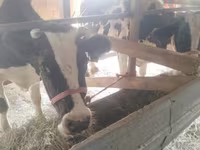 بقرة, Latvian Blue cattle — الصورة 2