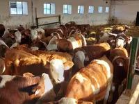 Buqa, Simmental cattle — 4-rasm