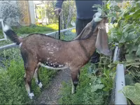 बकरी, Beetal goats — फ़ोटो 1