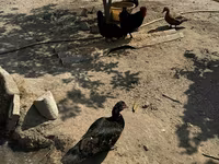 Ducks — 2-сурет