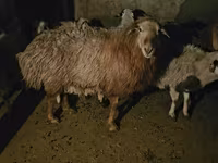 Widder, Hissar sheep — Foto 3