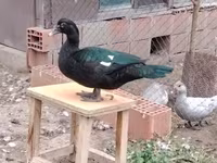 Hausente — Foto 4