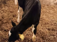 Buqa, Russian Black pied cattle — 6-rasm