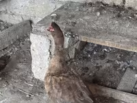 pato criollo doméstico — foto 3