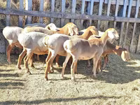 كبش, Arashan sheep — الصورة 2