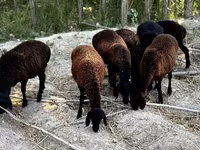 母羊, Sheep — 照片 6