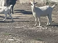 Goat, Goats — photo 4
