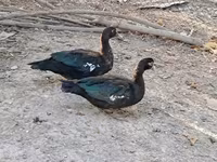 Ducks — फ़ोटो 7