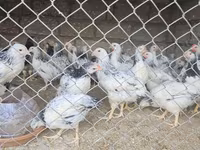 Chickens — الصورة 2