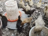 Ducks — Foto 1